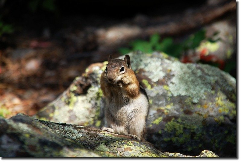 Chipmunk on th lakeshore