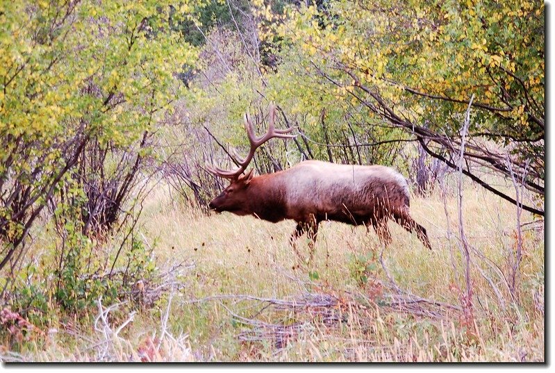 Elk in Moraine park 4