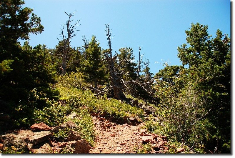 Bear Peak Trail 5