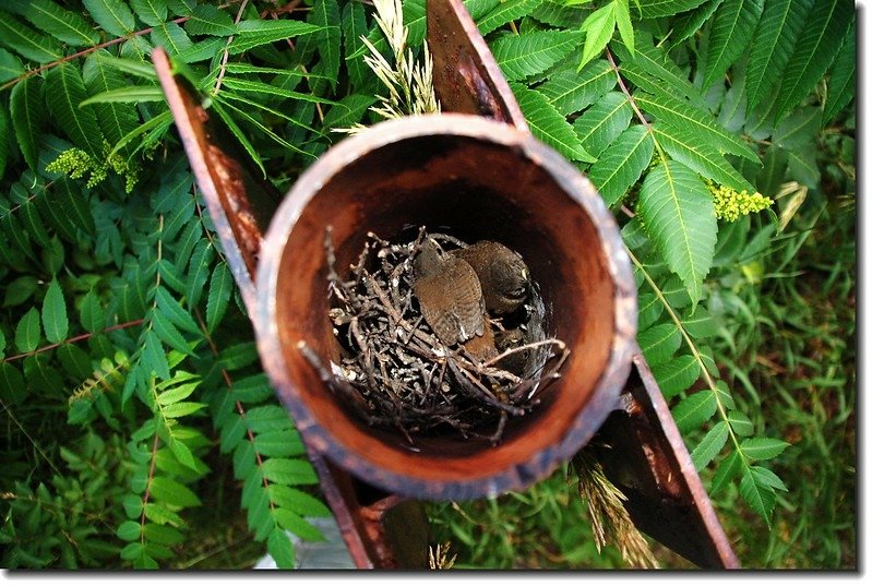 bird&apos;s nest