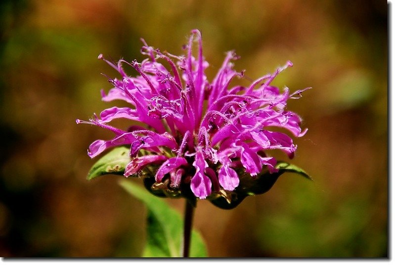 Horsemint Beebalm(Wild Bergamot) 4