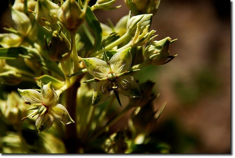 Gentian(Monument Plant) 2