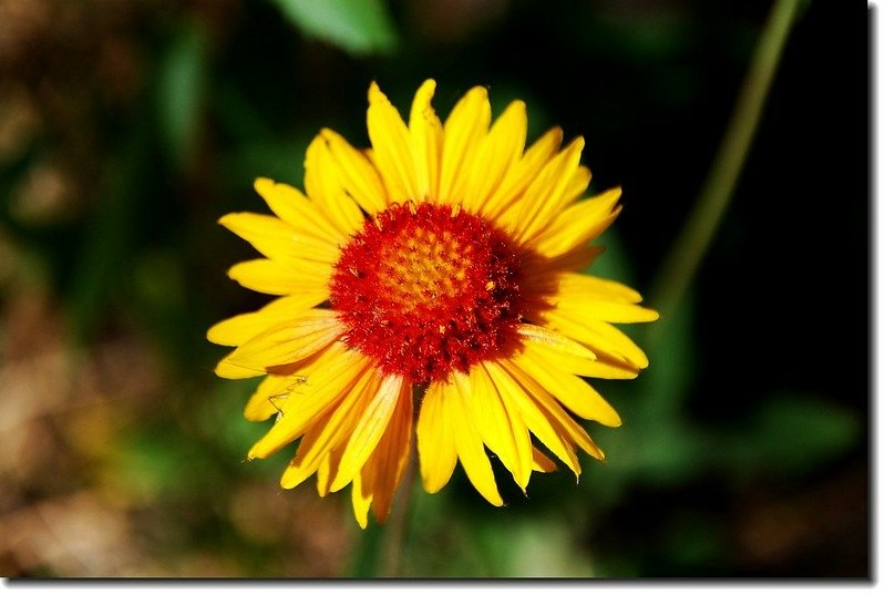 Gaillardia Blanketflower 1