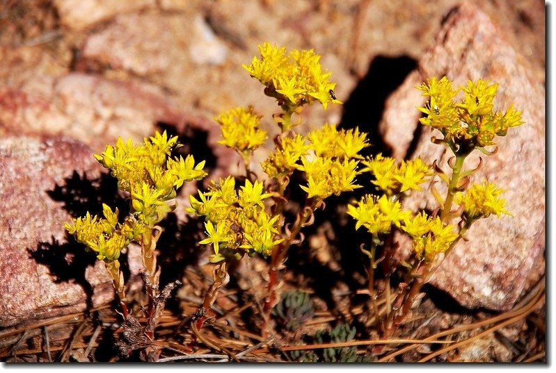 Yellow Stonecrop 2