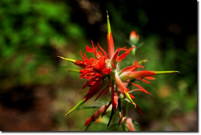 Wyoming Paintbrush(Narrowleaf Paintbrush) 3