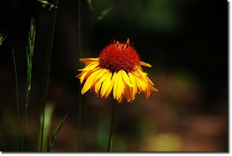 Tall Coneflower(Cutleaf Coneflower) 5