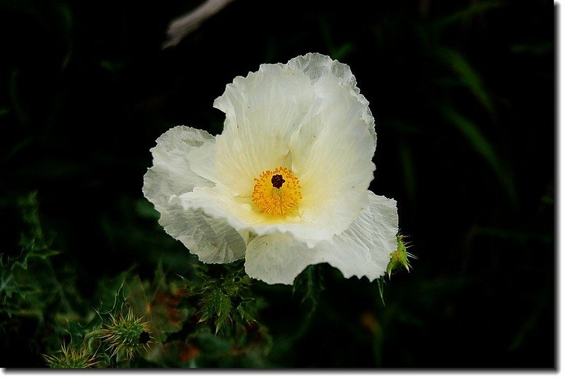 Prickly Poppy 2