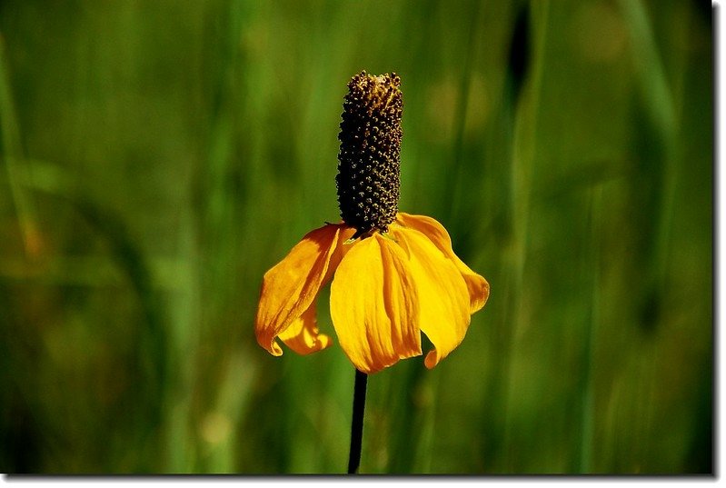 Prairie Coneflower (Mexican Hat) 6