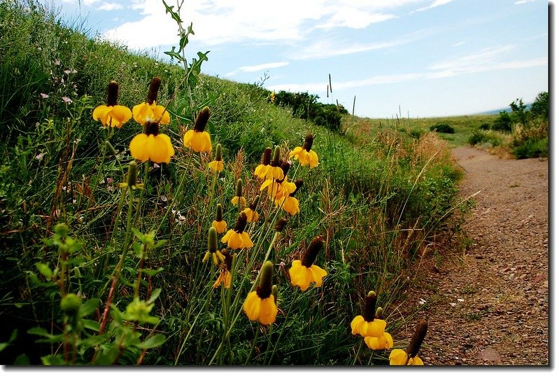 Prairie Coneflower (Mexican Hat) 15