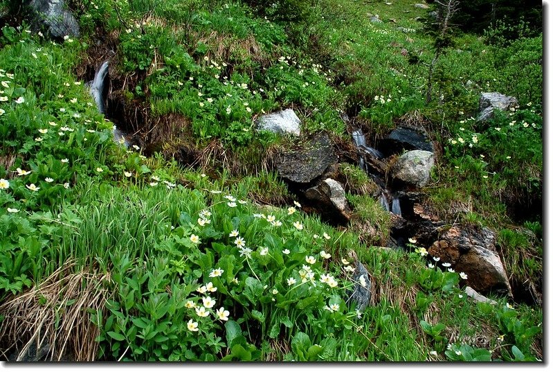 Wildflowers and Waterfall 5