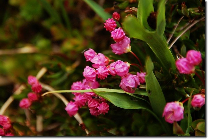 Bog Laurel (Swamp Laurel) 1