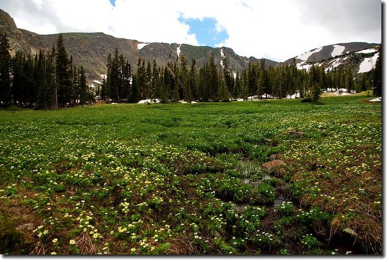 A large meadow Before Diamond Lake 1