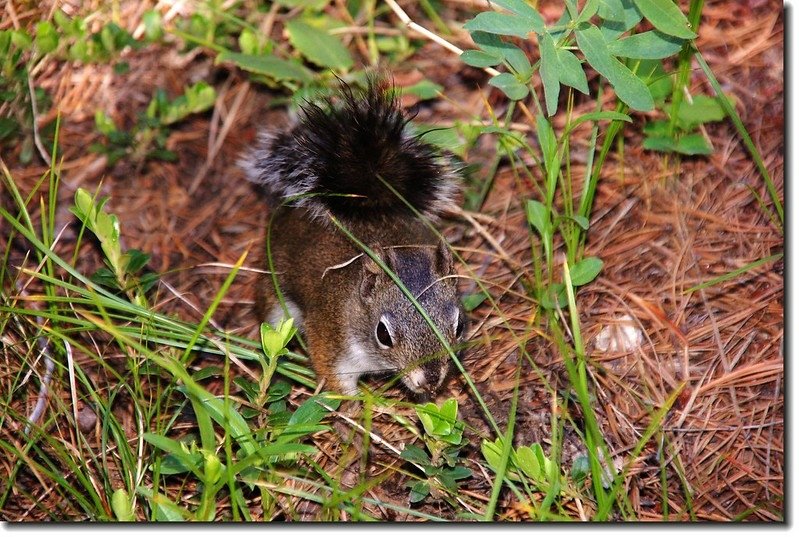 Squirrel on the trail