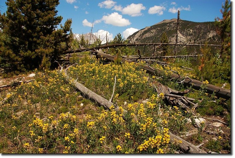 Golden banner is in full bloom along the trail 2