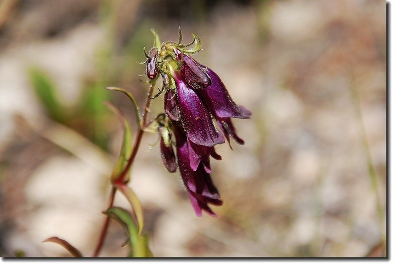 Dusky Penstemon 1