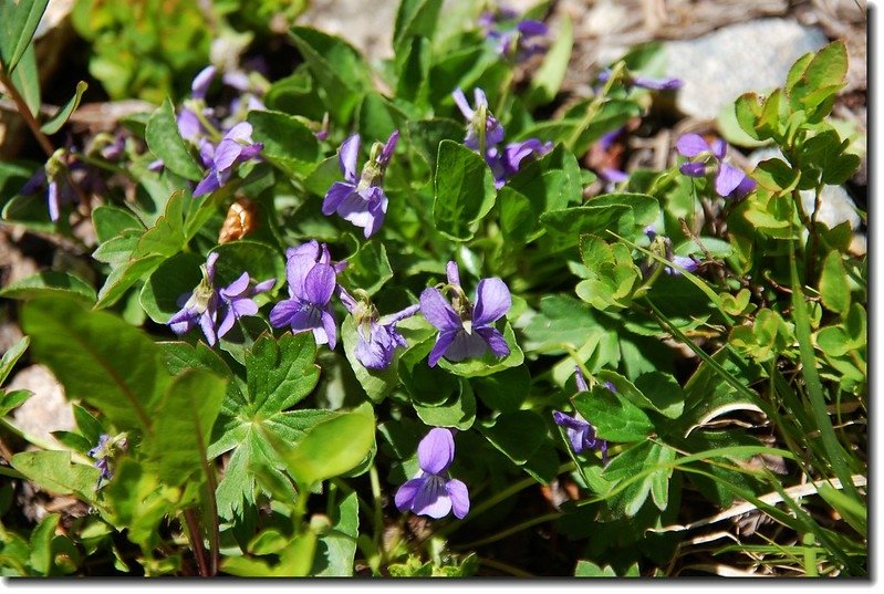 Common Violet