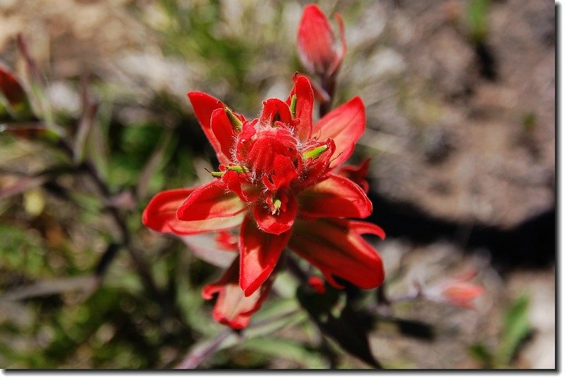 Indian Paintbrush 2