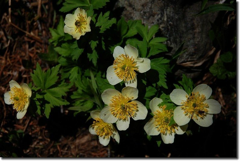 Globeflower 3