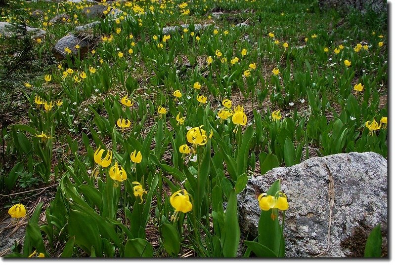 Glacier Lily 17