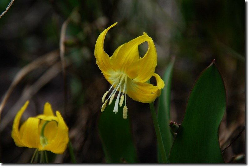 Glacier Lily 2