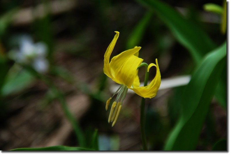 Glacier Lily 4