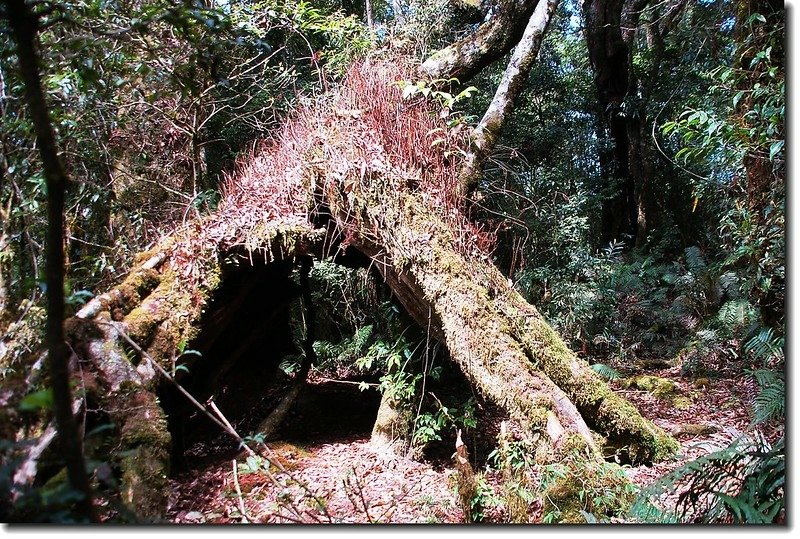 樹洞營地