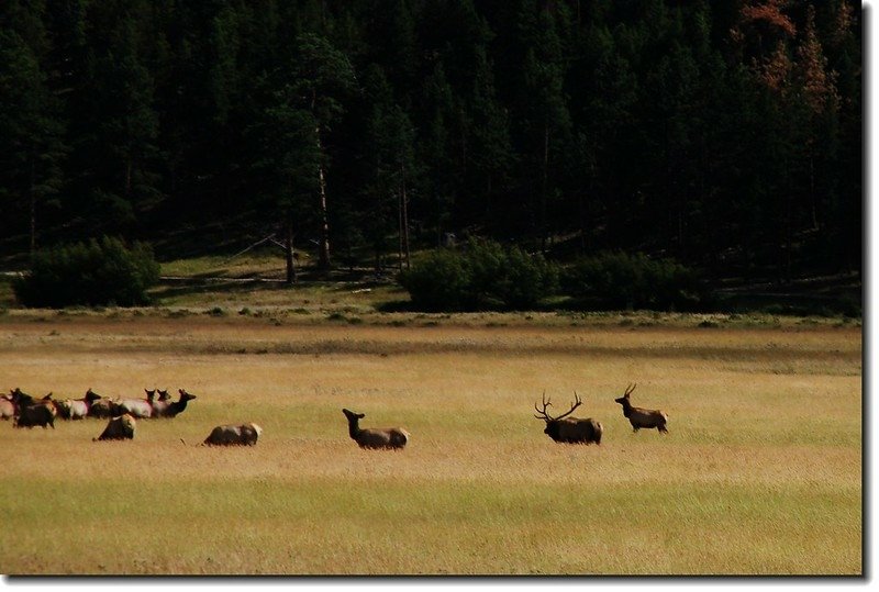 Elks in Moraine Park 4