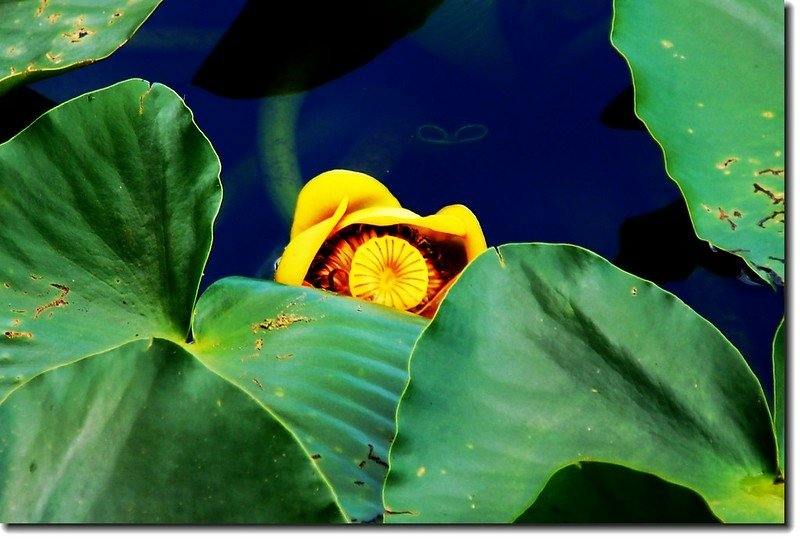 Yellow Pond Lily 1