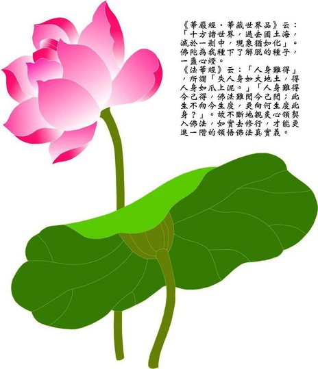 蓮花