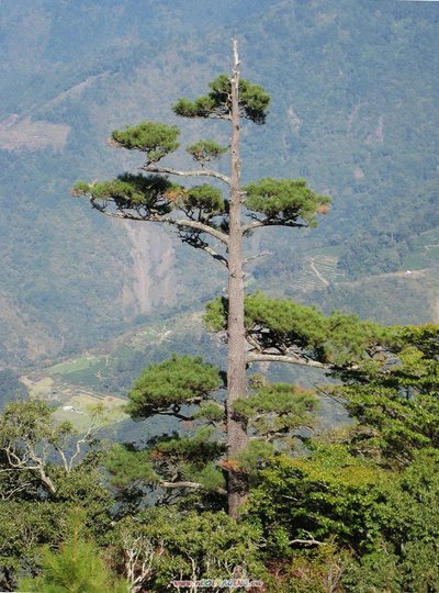 松樹