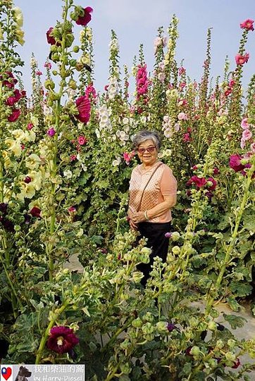 台南 學甲 蜀葵花 (23).JPG