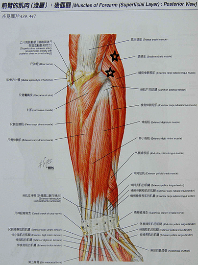前臂外側肌群.png