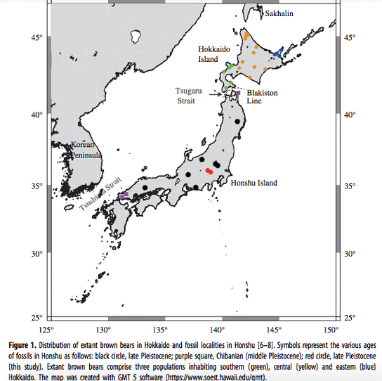 棕熊移民日本本州島，至少有過兩波