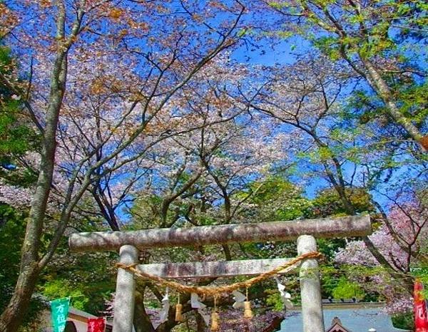 花現茨城 櫻川 磯部稻村神社 日立櫻花祭 龍崎般若院