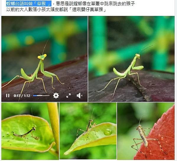 螳螂台語叫做「草猴 」，螳螂像在草叢中跳來跳去的猴子 ，小孩