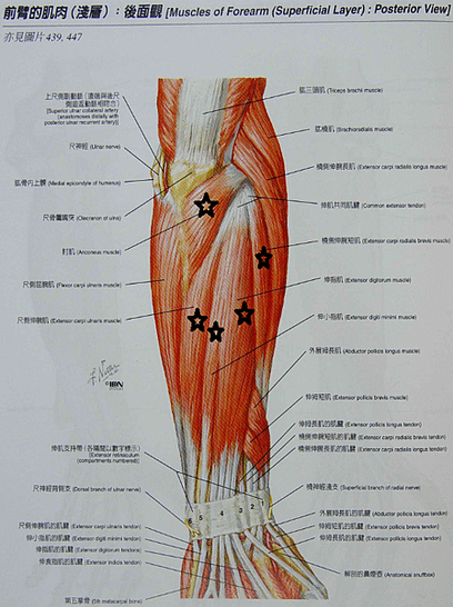 前臂後側肌群淺層.png