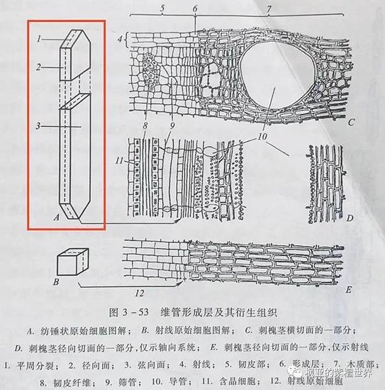 小葉紫檀之美 波紋