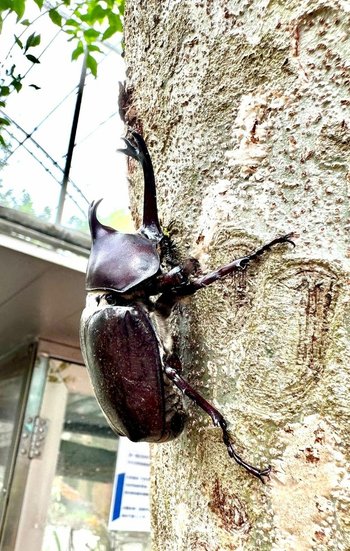 嘉義景點｜獨角仙農場｜餵牛、餵馬、餵袋鼠、餵鴿子。昆蟲館免費