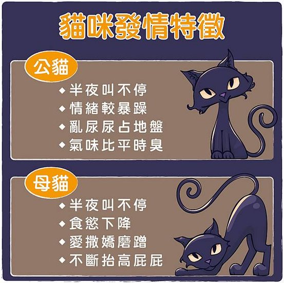 貓咪發情特徵_工作區域 1.jpg