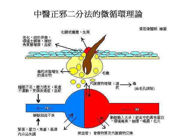 微循環理論圖.jpg