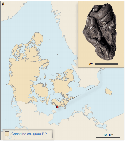 5700年前丹麥女孩，從口香糖中復活