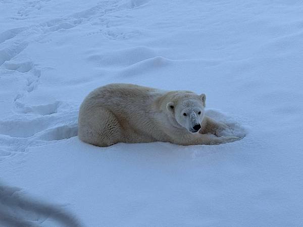 [北歐四國] Day12 羅瓦捏米 Rovaniemi 北極