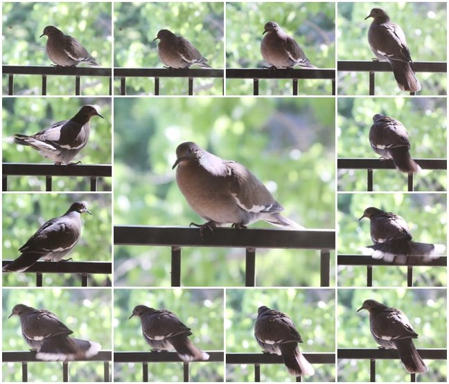 bird.jpg