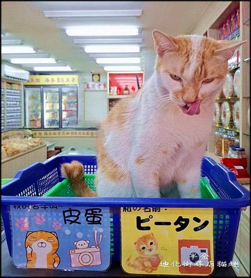 迪化街尋店貓趣_023.jpg