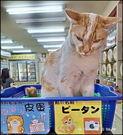 迪化街尋店貓趣-1_013.jpg