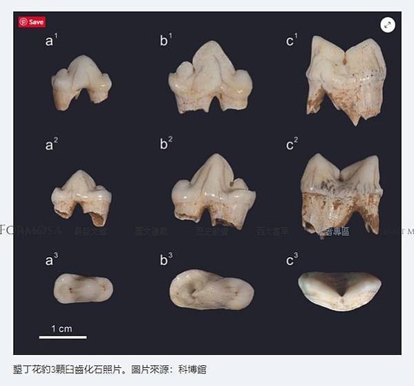 FireShot Capture 119 - 【台灣化石顯學】台灣古生物研究重大發現 科學家在墾丁找到1萬2000年前花豹蹤跡〔2021-08-27〕 - siow3033.wixsite.com