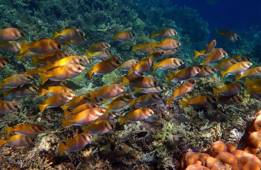 1513158536Philippines Palawan Coron Island snorleling many fishes_572577841.jpg