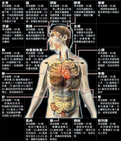 人類各器官衰老歲數