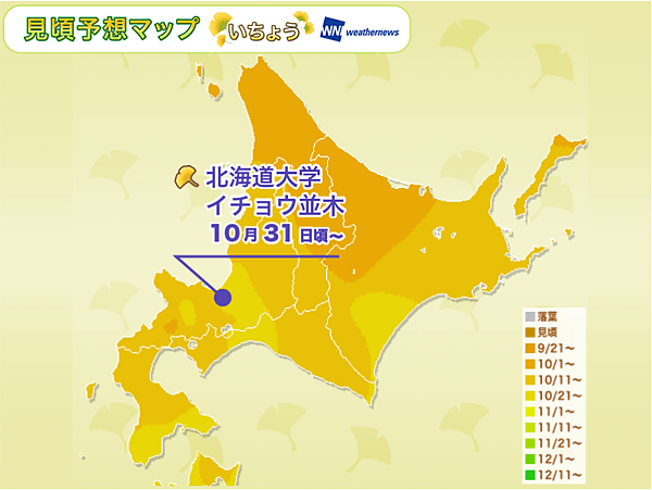 北海道盛開預測-2017銀杏.png