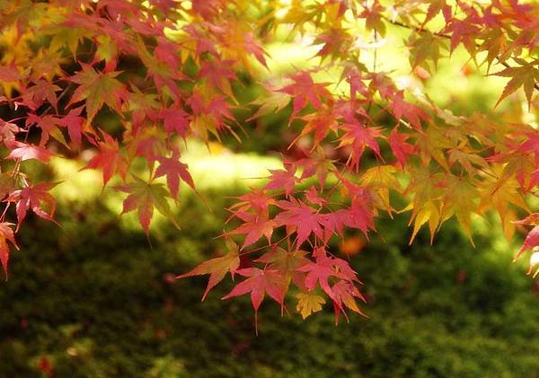 茨城縣北三大紅葉名所 花貫溪谷、龍神大吊橋、袋田瀑布